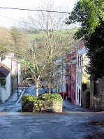 The Tree Pot, Castletownshend